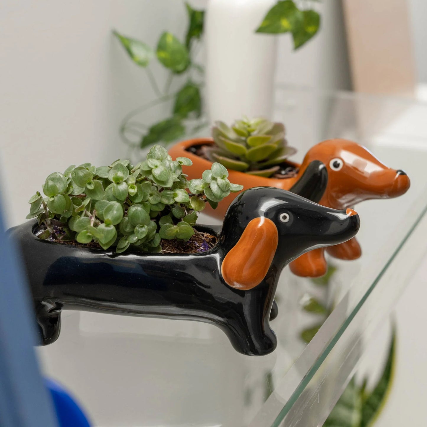 Pot Dachshund